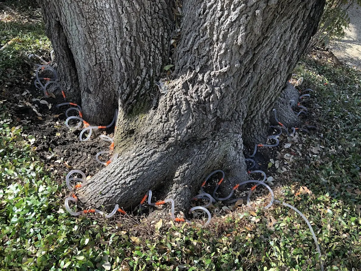 Detailed Tree Cabling and Bracing job site in Lake Zurich