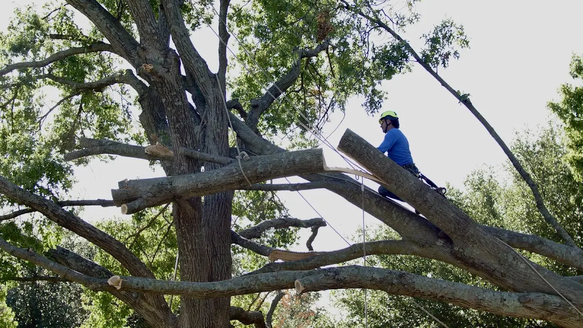 Professional Crown Thinning performed by certified arborists in Lake Zurich