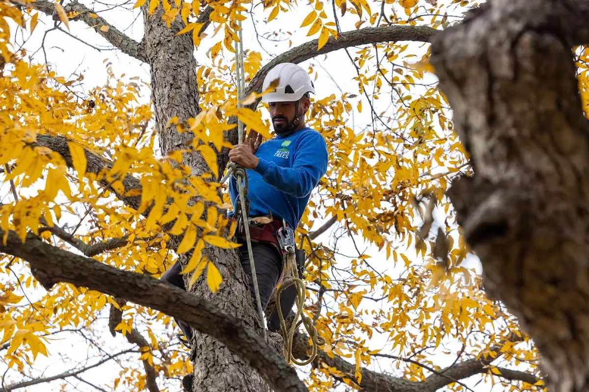 Skilled Tree Trimming crew working in Lake Zurich